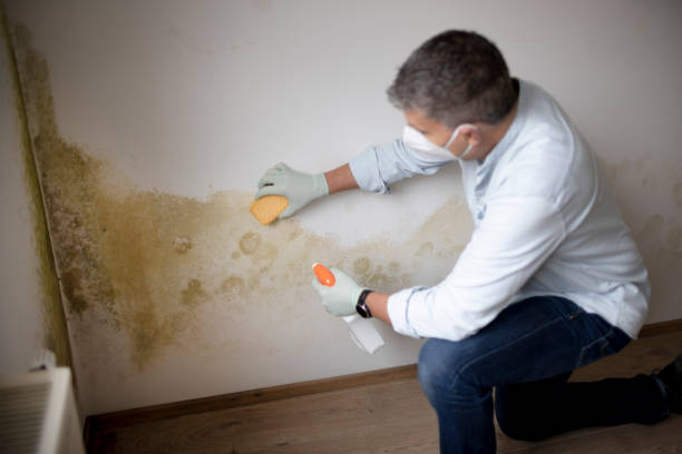 Best Mold-Related Health Consultation  in Baltic, CT
