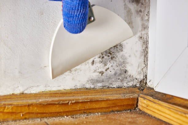 Best Mold Odor Removal Services  in Baltic, CT